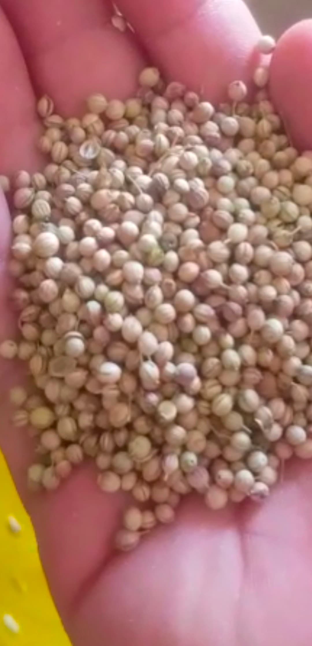 سفارش خرید گشنیز کنگاور برای تامین مداوم پروژه های تولید ادویه